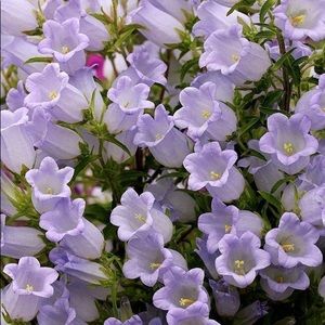 Meet your Posher, Mariska